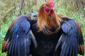 世界上再大的鸡，成年能有一米多高，堪称“公鸡中的战斗机”