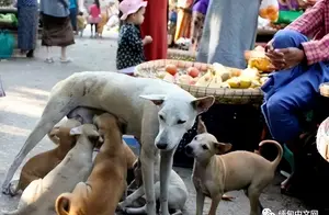 缅甸流浪狗患难成灾！当局这种简单粗暴的解决方法，引发争议