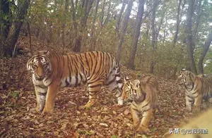 珲春护航东北虎豹栖息繁衍，野生东北虎豹的种群数量逐年增加
