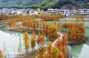 银杏金黄、红杉竞秀，浙江这个古村藏于山岙深处，却有秀丽的风景