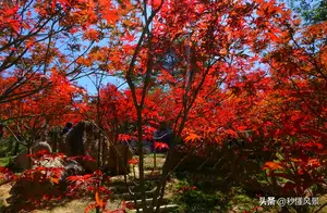 广州市区最高峰，比白云山人少适合遛娃拍照赏秋，还有枫叶美景