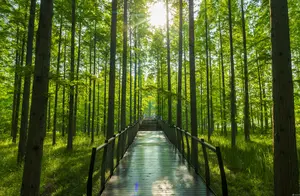 绿色林海、竹林杉树、趣味体验……来东台黄海国家森林公园愉快吸氧