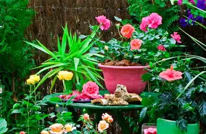 买花一时爽、养花“火葬场”的7种花，没有三五年的经验，要慎养