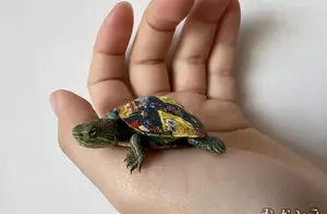 拯救小乌龟计划——呼吁大家保护小动物