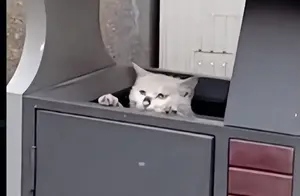 1只流浪猫待在垃圾桶里，守着不让人靠近：里面有我的孩子们呀