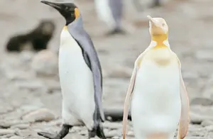 南极发现了“黄金企鹅”，难道是赛亚鹅？