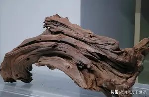 沉木是什么树的木头