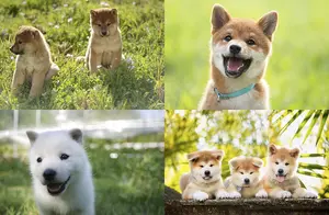 聪明、听话、可爱！柴犬和秋田犬等日本犬的迷人魅力