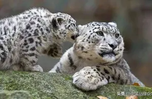 雪豹归来！三江源的国家级保护动物，你能认出几种？