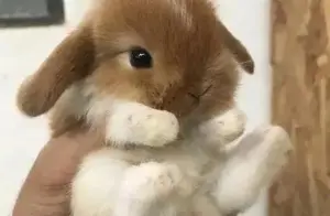 世界上最小的兔子：比手还小