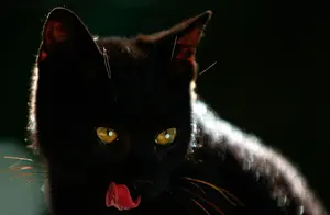 老一辈告诫：养猫不能养“黑猫”，这是为啥呢？