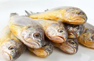 黄花鱼不仅长得漂亮，其鱼肉之细嫩鲜滑，也是鱼中之冠