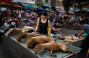 中国4000多万流浪狗，最终下场如何？弃养宠物者于心何忍