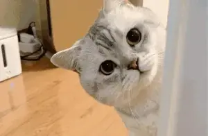 是你喜欢的猫猫表情吗