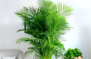 5种“大绿植”，往客厅一摆，大气又漂亮，既干净又好养
