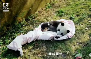 盘国宝大法好之“越狱大熊猫”萌兰