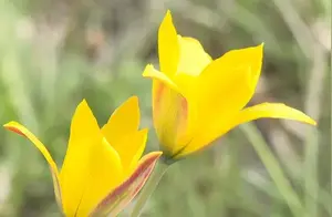 新疆郁金香，“花卉王国皇后”的起源，世界濒危保护级别