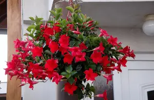 8种“漂亮花”，出了名的“不怕热”，越晒花越多，花苞挤满盆