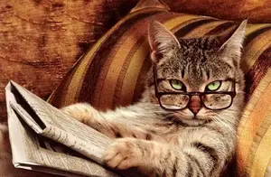 猫界智商排行榜之最聪明和最笨的猫，你养对了吗