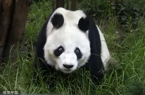 旅墨大熊猫“双双”35岁生日当天去世