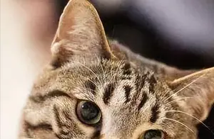 “美短猫”还是“中华狸花猫”？你知道它们的不同吗？
