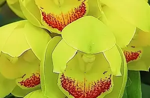 分享图片：此“兰”花大色艳，兰香悠远，既可赏花，又能闻花香