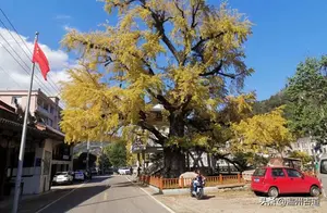 ​温州这棵网红千年古银杏，一树金黄正当时！错过待来年！