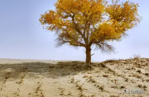 新疆 | 塔克拉玛干：第一次看到秋末的胡杨林，就是在这片沙漠