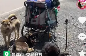 一个姑娘带三条狗徒步西藏每天直播是为了什么？