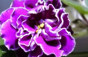 紫罗兰种植简单，注意这5点，在家也能养
