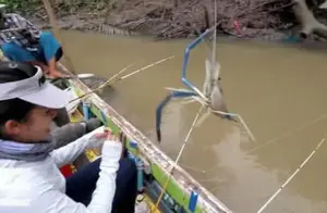 巨型大虾入侵湄公河，最长能达到1米，为何当地人不吃？