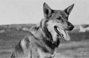 1950年二战军犬偶遇杀害主人的凶手，上前咬死凶手后，结局如何