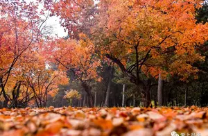 京郊昌平最美的红叶即将上线，每一处都美得令人惊艳​！
