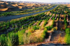 中国发明的“吞沙巨兽”，一天能吞噬沙漠40亩，已在甘肃投入使用