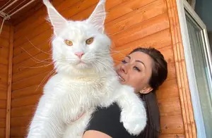 俄罗斯巨型猫猫火了！威猛大喵卖萌会带娃，网友：想找这样的男友