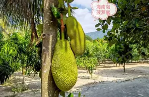 海南岛上的热带水果