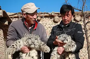 2008年，新疆牧民捡到两只怪异“猫崽”，专家却说养不得