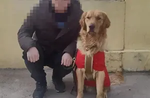盲人申请三年领到的导盲犬，被老人顺走，知情人：训练成本近20万元