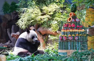 全球唯一存活大熊猫三胞胎迎来八岁生日