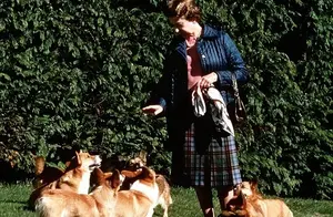 伊丽莎白女王最爱的狗——柯基，凭什么是它？