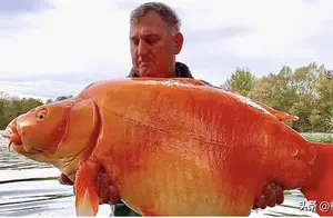 世界最大的金鱼！猜猜它有多重