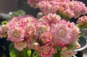 有种长寿花，名叫“悉尼粉”，个子小、花量大，颜值高、爱开花