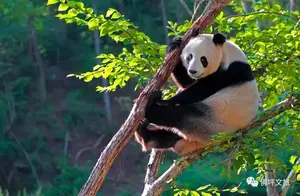生活着130余只大熊猫的宝藏小城果然不一般！