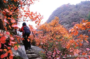 西安最容易抵达的“红叶秘境”，3条赏秋线路，每一条都很惊艳
