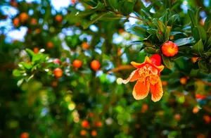 盆栽石榴树不开花，查看一下这4个原因，养护好就能开花