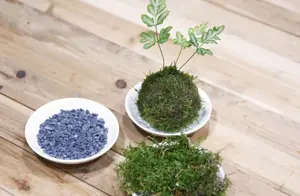 新中式家居最常见的蕨类植物，照这三点去养，叶片翠绿，枝茎茂盛