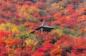 在这些彩叶翩飞的京郊美宿，尽享秋日静好时光