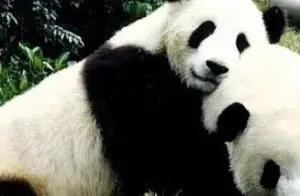中国人足球情节 一：连大熊猫都来了，就是不见中国队的身影