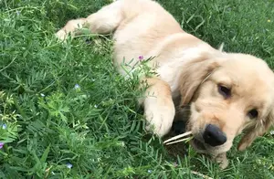 狗狗吃“草”是因为饿了吗？那你就错怪它了