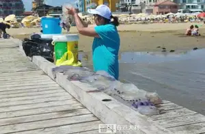 华人女子意大利海滩捕捞海蜇 意专家直呼危险